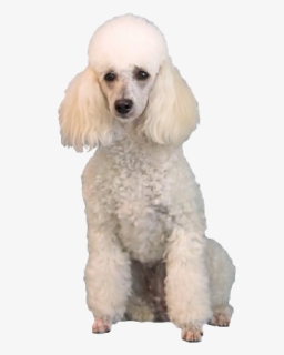 White Poodle Png - Poodle Png, Transparent Png, Free Download