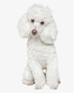 White Poodle Png Free Download - Avisos De Peluqueria Canina, Transparent Png, Free Download