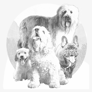 Transparent Dog Drawing Png - Miniature Poodle, Png Download, Free Download