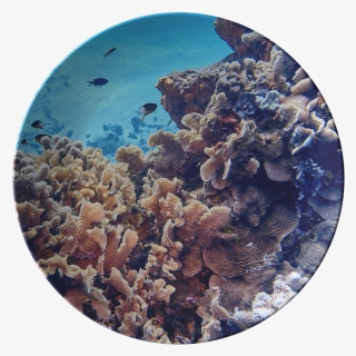 Coral Reef, HD Png Download, Free Download
