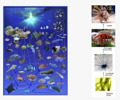 Picture - Coral Reef Plants And Animals Food Web, HD Png Download, Free Download