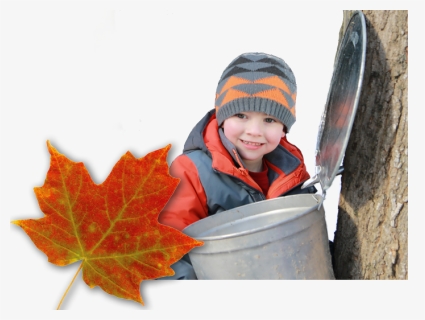Child, Maple Syrup Buck And Maple Leaf - Sugarbush Maple Syrup Festival, HD Png Download, Free Download