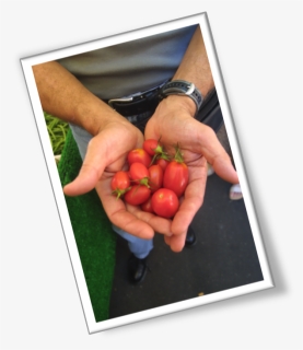Bush Tomato , Png Download - Plum Tomato, Transparent Png, Free Download