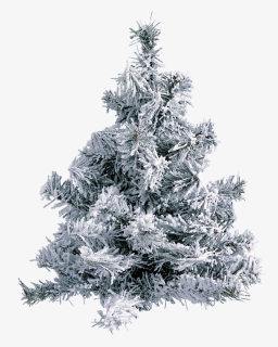 Gifs De Arboles De Navidad Png , Png Download - Christmas Tree With Frost, Transparent Png, Free Download
