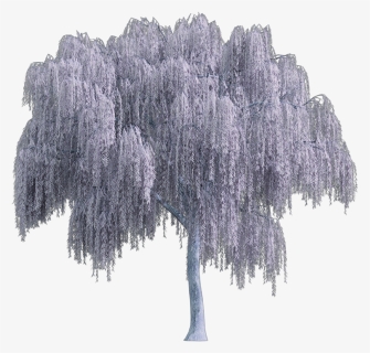 #tree #arbol #snowy #nevado #white #blanco #sauce #willow - Weeping Willow Tree Png, Transparent Png, Free Download