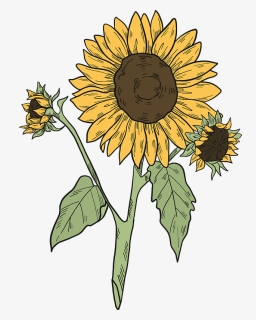 Sunflowers Clipart - Sunflower, HD Png Download, Free Download