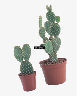 Transparent Cactus Clipart Png - Portable Network Graphics, Png Download, Free Download