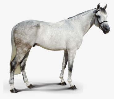 Callway Do Cabo - Stallion, HD Png Download, Free Download