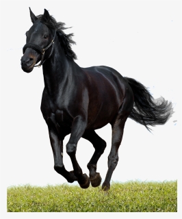 Alexander Equine Veterinary Services - Beautiful Black Running Horses, HD Png Download, Free Download