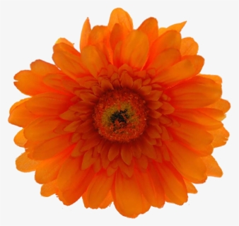 Now Only $19 - Orange Hibiscus Flower Png, Transparent Png, Free Download