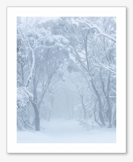 Forrest, HD Png Download, Free Download