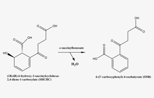 Chemical Reaction Catalyzed By Osbs - O Succinylbenzoate, HD Png Download, Free Download