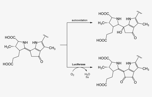 Luciferin Dinoflagellate Reaction - Luciferin Reaction, HD Png Download, Free Download
