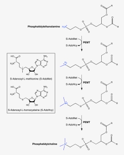 Pemt Enzyme-catalyzed Reaction - Phosphatidylethanolamine Methylation, HD Png Download, Free Download