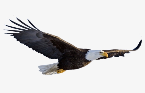 American Flag Eagle Png - Flying Eagle Png Transparent, Png Download, Free Download