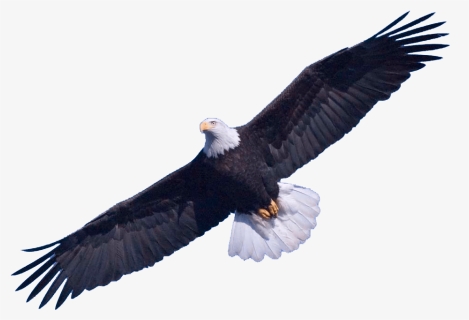 Eagle Png Png - Bald Eagle Transparent Background, Png Download, Free Download