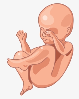 Image Of A Fetus At 28 Weeks Of Development - Prenatal Development Fetüs Png, Transparent Png, Free Download