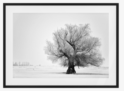 The Frost Print - Oak, HD Png Download, Free Download