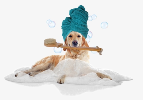 ​the Perfect Bathrobes And Towel - Dog In Bath Png, Transparent Png, Free Download