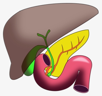 Liver Clipart Unlabeled - Biliary Tract Cancer Esmo, HD Png Download, Free Download