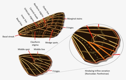 Noctuidae Wings - Noctuidae Wing Venation, HD Png Download, Free Download