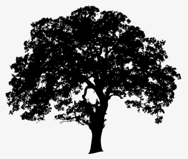 Landtrusttree-01 No Edging - Oak Tree Clip Art, HD Png Download, Free Download