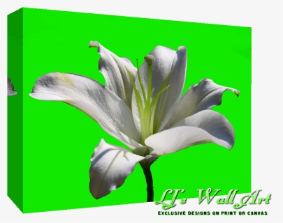 White Lily Flower , Png Download - White Lily Flower, Transparent Png, Free Download