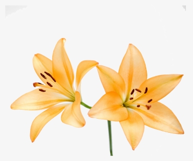Free Illustration Lily Flower - Orange Lily, HD Png Download, Free Download