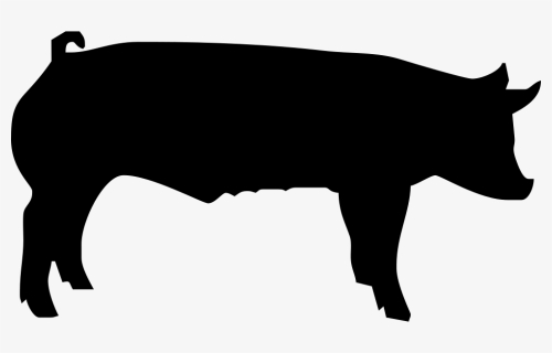Fattening Pig - Show Pig, HD Png Download, Free Download