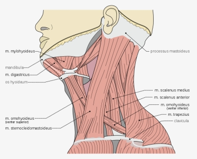 Scheme Of Muscles Of Neck - M Digastricus Venter Posterior, HD Png Download, Free Download