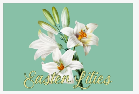 Easter Lily Social - Lily, HD Png Download, Free Download