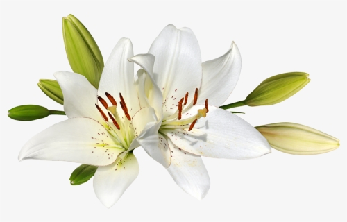 Easter Lily2 - Easter Lilies, HD Png Download, Free Download