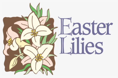 Easter Lilies - Easter Lilies For The Church, HD Png Download, Free Download