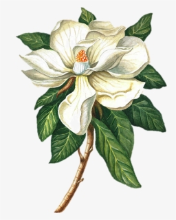 Southern Magnolia Cape Jasmine Magnolia Acuminata Magnolia, HD Png Download, Free Download