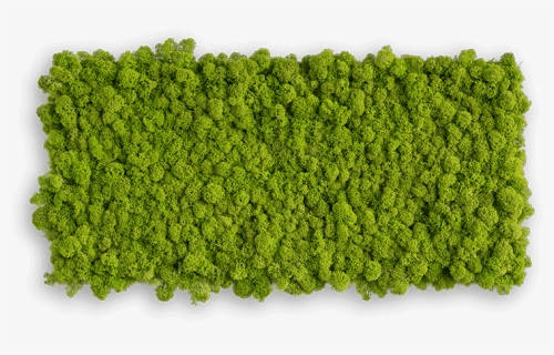 Nature Wall Decor, Artic Rectangular Moss Wall Art, - Artificial Turf, HD Png Download, Free Download