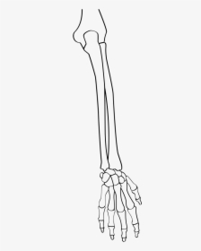 Extensor Indicis Proprius, HD Png Download, Free Download