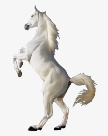 White Horse Png, Transparent Png, Free Download