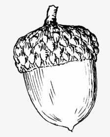 Acorn Printable Coloring Pages - Coloring Pages Of Acorns, HD Png Download, Free Download