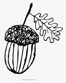 Acorn Coloring Page - Adult Coloring Black And White Acorn Clipart, HD Png Download, Free Download