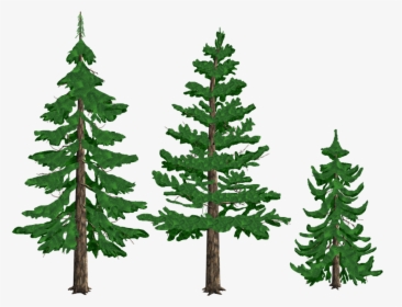 Pine Drawing Tree Conifers Fir - Pine Trees Clipart Png, Transparent Png, Free Download