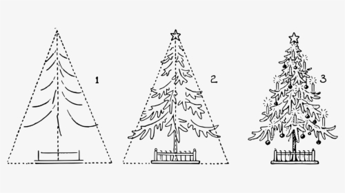 Fir,pine Family,christmas Decoration - Easy Steps To Draw A Fir Tree, HD Png Download, Free Download
