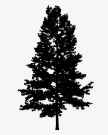 Pine Portable Network Graphics Vector Graphics Tree - Dark Pine Tree Png, Transparent Png, Free Download