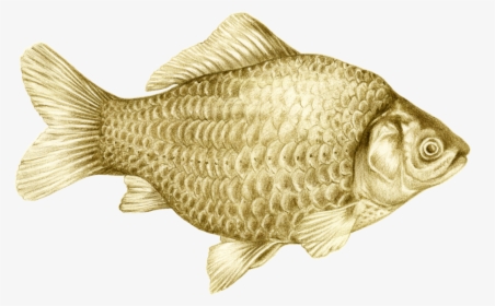 Goldfish, HD Png Download, Free Download