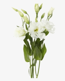 White Lisianthus, HD Png Download, Free Download