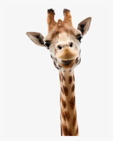 Head And Shoulders Above The Rest - Animals That Live In Niagara Falls, HD Png Download, Free Download