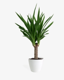 Transparent Yucca Plant Png - Yucca, Png Download, Free Download