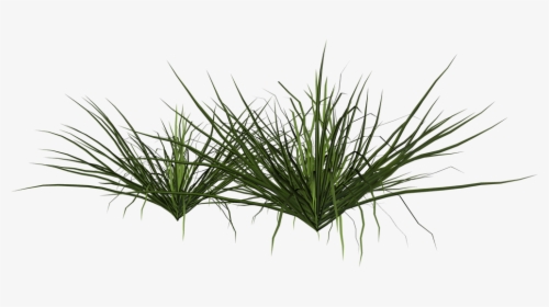 Grass,plant,terrestrial Plant,grass Zizanioides,red - Arbusto Png, Transparent Png, Free Download