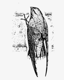 Chimney Swift - Chimney Swift Drawing, HD Png Download, Free Download