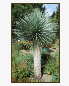 Picture - Yucca Rostrata, HD Png Download, Free Download