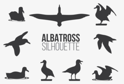 Albatros Vector, HD Png Download, Free Download